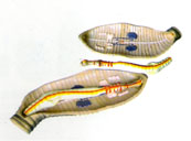 Mô hình giun đất